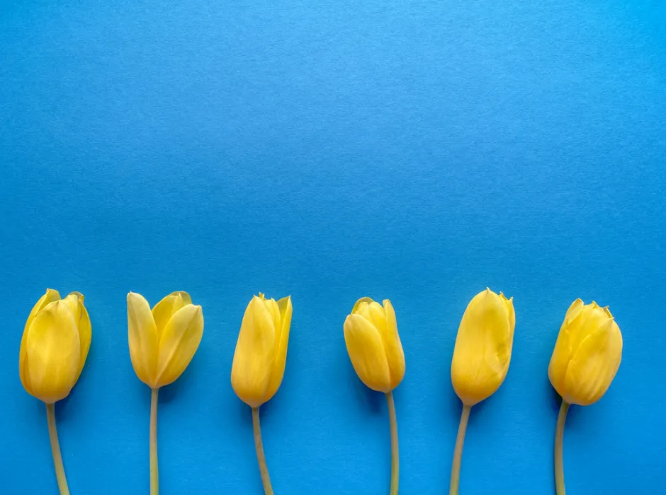 sechs gelbe Tulpen am unteren Bildrand vor einer blauen Wand